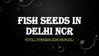 Fish Seeds in Delhi NCR