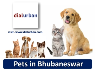 Pets in Bhubaneswar