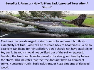 Benedict T. Palen, Jr - How To Plant Back Uprooted Trees After A Storm?