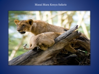 Masai Mara Kenya Safaris