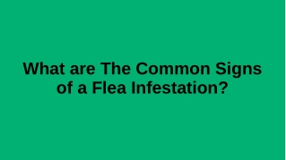 What are the common signs of a flea infestation?