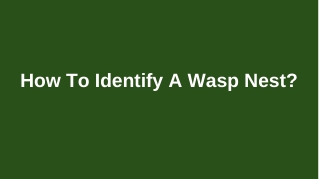 How to identify a wasp nest?